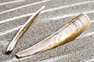 Muschel Drucke: Schale der Atlantischen Meerklinge (Ensis directus) am Strand.