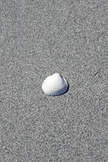 Deserted Coast Drucke: Shell on the beach