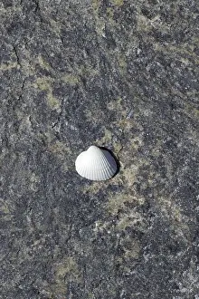 No People Beachfront Views Drucke: Shell on the beach