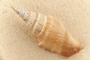 Muschel Drucke: Schale am Strand.