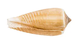 Drucke von Leere Schale einer Kegelschnecke gegen weißem Hintergrund Schnecken Drucke: Leere Hülle einer Konusschnecke gegen weißen Hintergrund.