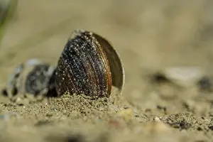 European Coast Scenery Drucke: A shell is lying in the sand on the beach