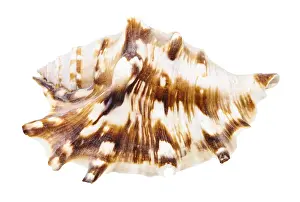 White Studio Environment For Copy Space Drucke: Shell of a Muricidae snail against white background