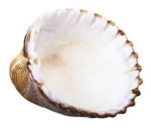 White Background Seashells Drucke: Empty shell of mussel shells, against white background