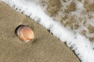 Mollusk Shell Image Drucke: A shell in the sand on the beach