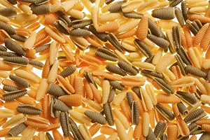 Empty Plate Meal Ideas Drucke: Shell shaped spaghetti background