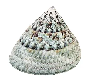 White Studio Environment For Text Drucke: The shell of a slotted snail against a white background