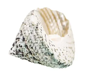 Studio Shot Mollusc Drucke: Empty shell of a slotted snail against white background