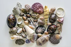 Bilder Datiert 10. August 2024: Schnecken- und Muschelsammlung auf weiß, Deutschland.