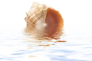 White Studio Environment For Text Drucke: Shell on a white background