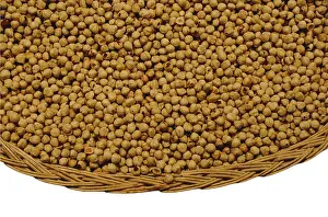 Hazelnut Nutrition Facts Drucke: Shelled hazelnuts over white background