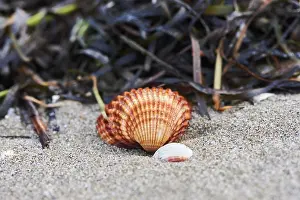 Nature Conservation Area Spain Drucke: Shellfish and seaweed lying on the beach