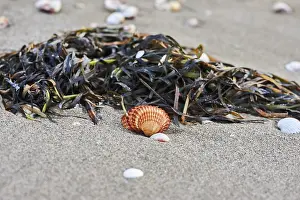Hydrophytic Plant Europe Drucke: Shellfish and seaweed lying on the beach
