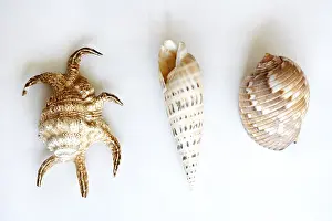 Bivalve Shells Drucke: Three shells