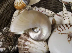 Cephalopod Species Drucke: Shells in a basket