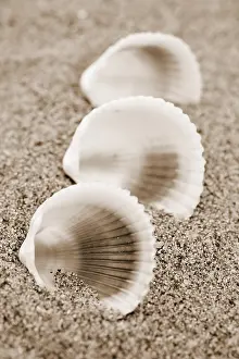 Beach Shells Drucke: Shells on the beach