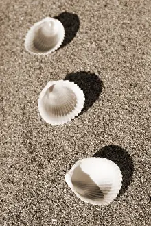 Empty Beach Landscape Drucke: Shells on the beach