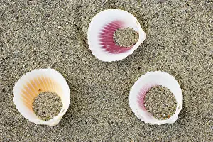 Beach Shells Drucke: Shells on the beach