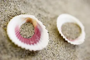Bivalve Shell Details Drucke: Shells on the beach