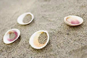 Bivalve Shell Details Drucke: Shells on the beach