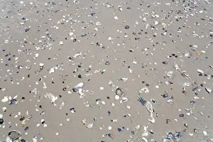 Muschel Drucke: Scherben am Strand