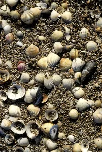 Deserted Seaside Scene Drucke: Empty shells on a beach