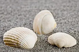 Muschel Drucke: Schalen am Strand.
