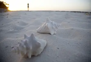 Muschel Drucke: Schalen am Strand, Kuba.