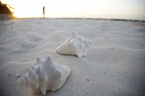 Bivalve Shell Images Drucke: Shells on the beach, Cuba
