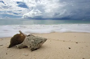 Deserted Island Shoreline Drucke: Shells on the beach, Denis Island