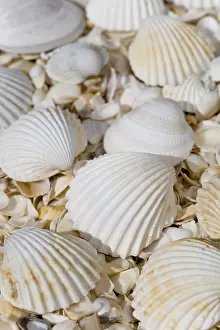 Sandy Ocean Beaches Europe Drucke: Shells on the beach of Peniscola