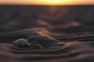 Coastal Area In Germany Drucke: Shells of the common cockle (Cerastoderma edule) in the mudflats