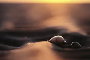 German Coastal Landscape Photography Drucke: Shells of the common cockle (Cerastoderma edule) in the mudflats