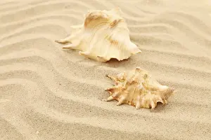 Bivalve Shells Drucke: Two shells is located on sandy background