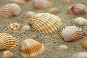 Muschel Drucke: Schalen im Sand.