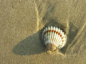 Sandy Beach Tracks Drucke: Shells in the sand
