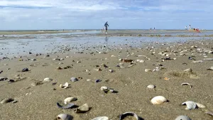 Dutch Coast Drucke: Shells on sandy beach with a walker in the background