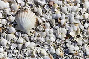 Bivalve Shells Drucke: Shells washed ashore, beach of Peniscola