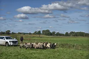German Shepherd Drucke: Shepherd brings his sheep together