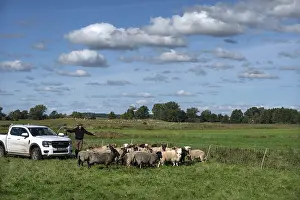 Domestic Sheep Breed Europe Drucke: Shepherd brings his sheep together