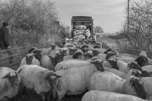 Livestock Farming In Germany Drucke: Shepherd loading into the double-decker cattle trailer