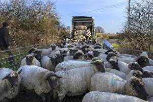 Northern German Shepherd Drucke: Shepherd loading into the double-decker cattle trailer