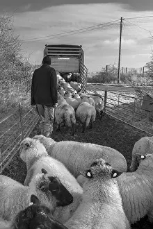 European Sheep Breeds Drucke: Shepherd loading his sheep into a double-deck cattle trailer