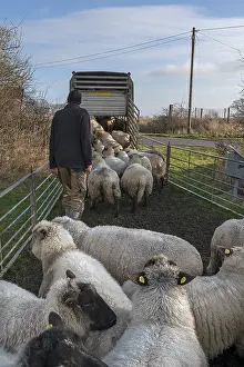 Shepherd Loading Sheep Drucke: Shepherd loading his sheep into a double-deck cattle trailer