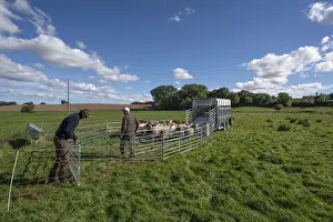 Livestock Farming In Germany Drucke: Shepherds prepare to load sheep on pasture