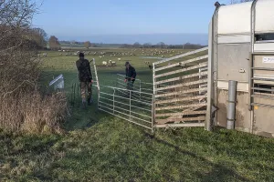 Northern Germany Livestock Drucke: Shepherds prepare the sheep pens for loading