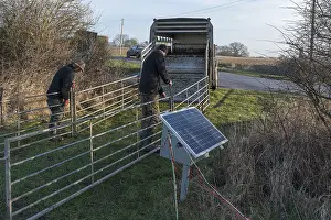 Livestock Farming Germany Drucke: Shepherds prepare the sheep pens for loading