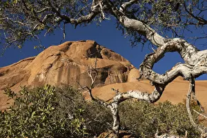 African Botany Drucke: Shepherd's tree (Boscia albitrunca)