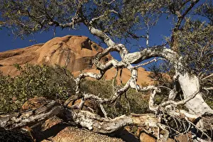 African Botany Drucke: Shepherd's tree (Boscia albitrunca)