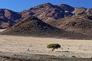 UNESCO World Heritage Desert Landscape Drucke: Shepherd's tree (Boscia albitrunca) in a dry valley